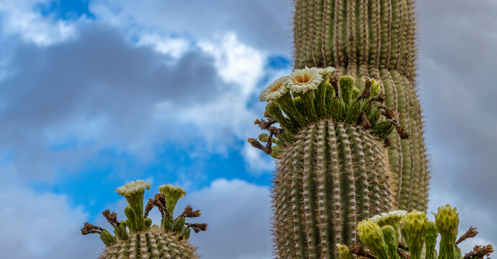 Insurance Information Arizona Eye Specialists Arizona
